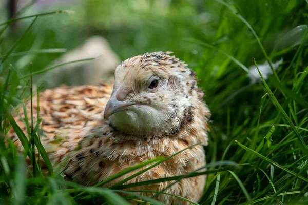 Quail Aviary — Stock Photo, Image