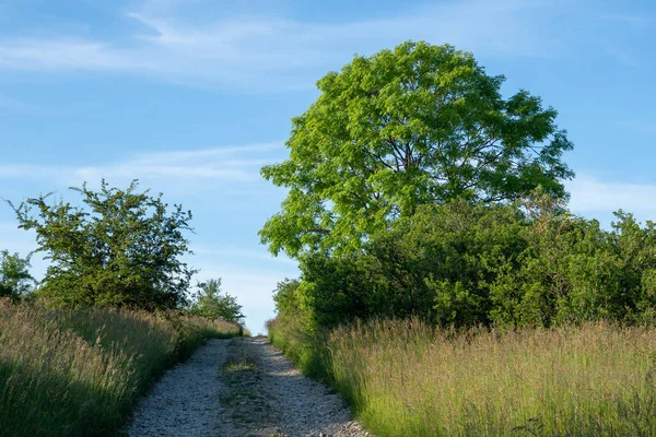 Paysage Heure Été — Photo