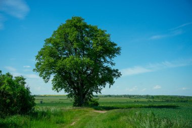 Yaz zamanı manzara.