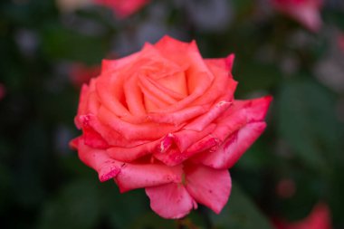 Bahçede somon renkli gül