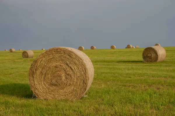 Fardos Heno Prado — Foto de Stock