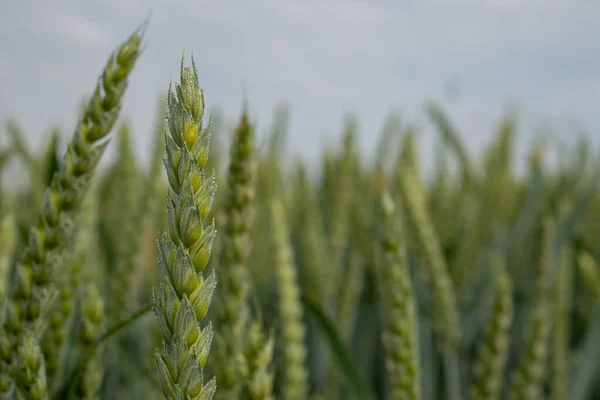 Campo Grano Justo Antes Cosecha —  Fotos de Stock