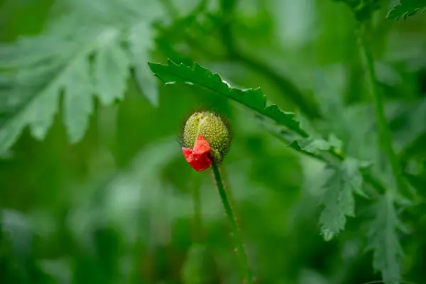 Fiore Papavero Con Gocce Acqua — Foto Stock