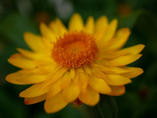 Küçük Sarı Ölümsüz Çiçek — Stok fotoğraf