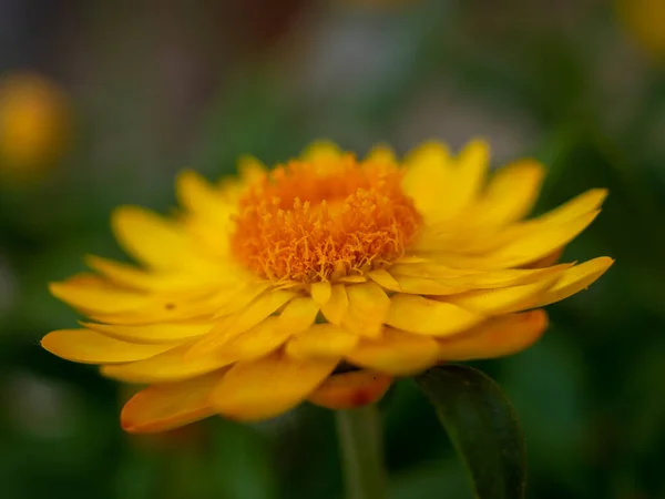 小さな黄色の永遠の花 — ストック写真