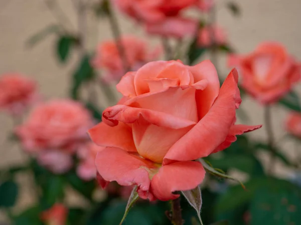 Lachsfarbene Rose Garten — Stockfoto