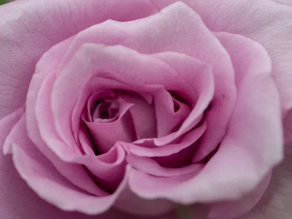 Zalmkleurige Roos Tuin — Stockfoto