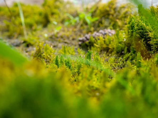 Close Small Moss Landscape — Stock Photo, Image