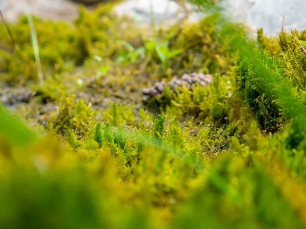 小さな苔の風景のクローズアップ — ストック写真