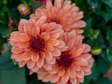 Bahçedeki yıldız çiçekleri