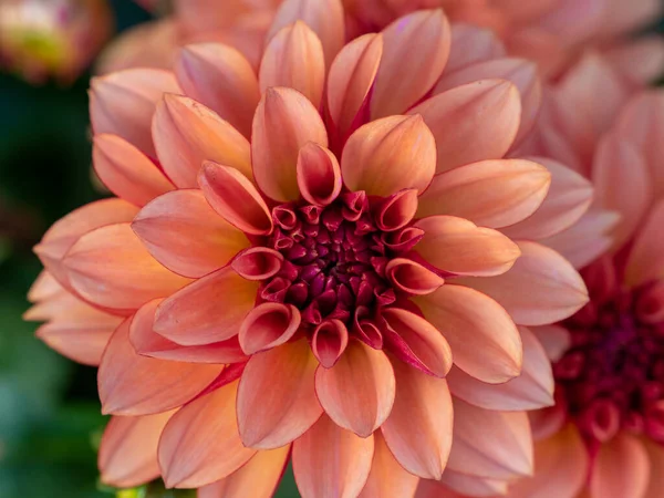 Dahlias Dans Jardin — Photo