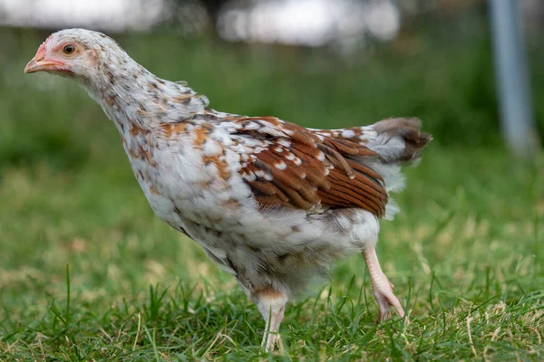 Молодая Курица Ферме — стоковое фото