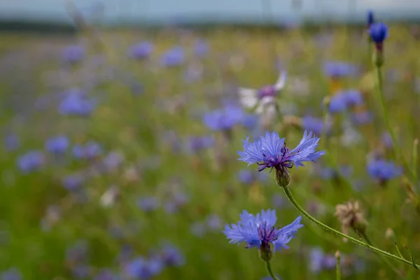 Flores Maíz Florecen Prado — Foto de Stock