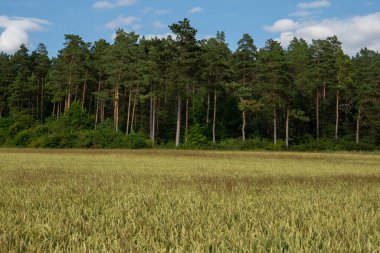 Yaz zamanı manzara.