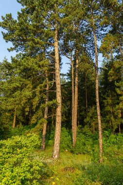 Yaz zamanı manzara.