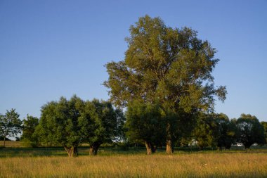 Yaz zamanı manzara.
