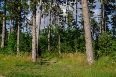 Yaz zamanı manzara.
