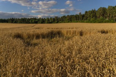 Yaz zamanı manzara.