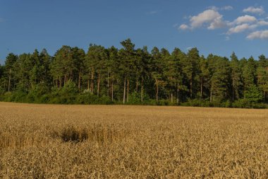 Yaz zamanı manzara.