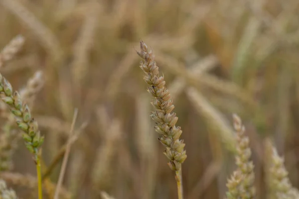 Зерновое Поле Перед Сбором Урожая — стоковое фото
