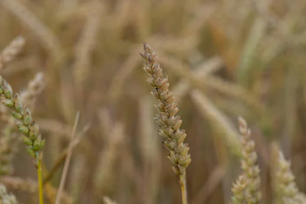 Campo Grano Poco Prima Del Raccolto — Foto Stock