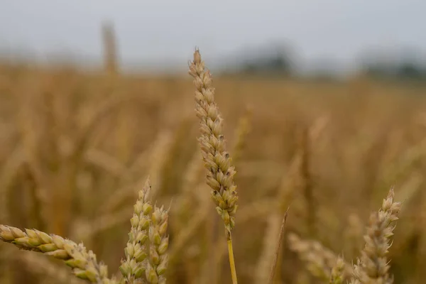 収穫直前の穀物畑 — ストック写真