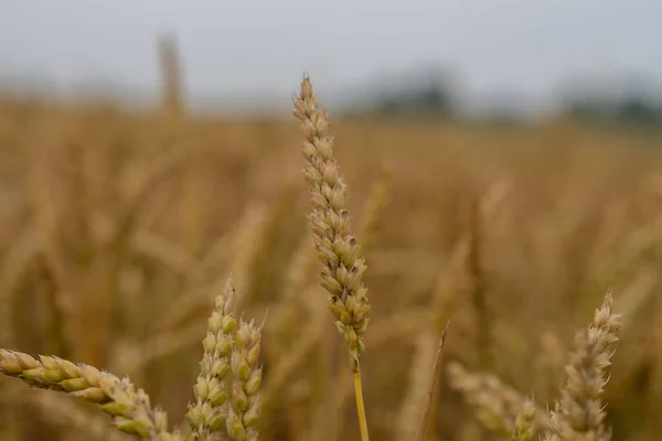 Campo Grano Justo Antes Cosecha —  Fotos de Stock