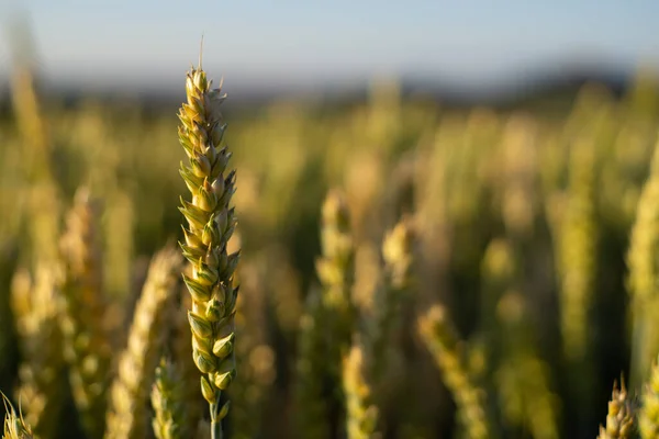 Campo Grano Poco Prima Del Raccolto — Foto Stock