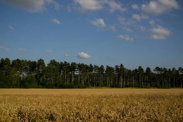 Paisaje Hora Verano — Foto de Stock