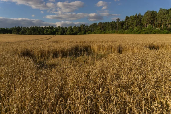 Yaz zamanı manzara.