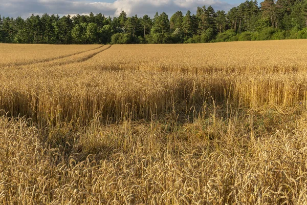 Paysage Heure Été — Photo