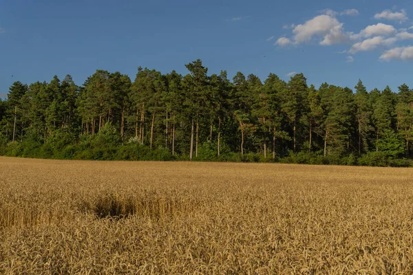 Yaz zamanı manzara.