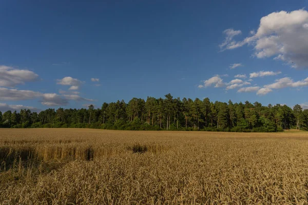 Krajobraz Okresie Letnim — Zdjęcie stockowe
