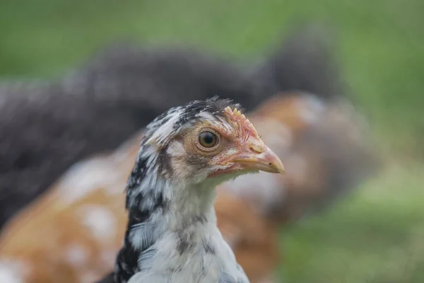 Молодая Курица Ферме — стоковое фото