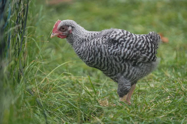 Young Hen Farm — Stock Photo, Image