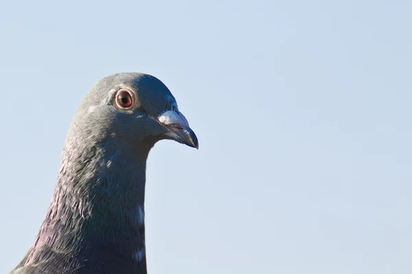 Posta güvercinleri — Stok fotoğraf