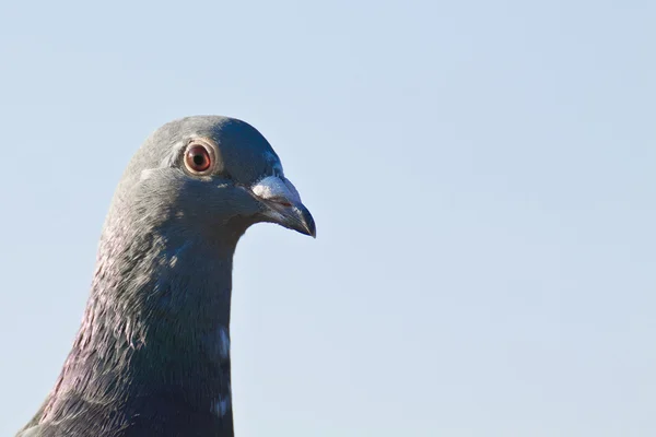 Pombo-correio — Fotografia de Stock