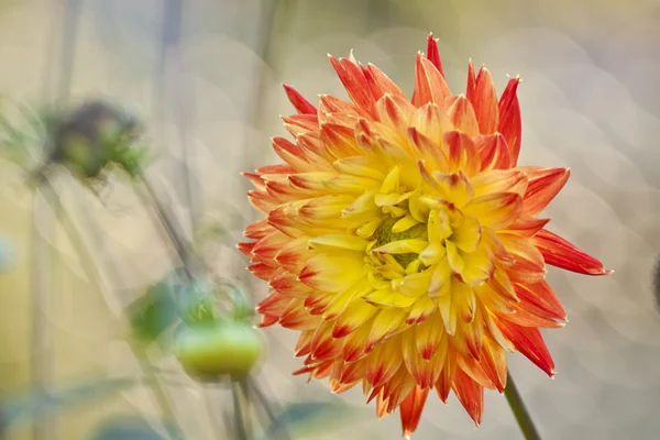 Dahlia. — Foto Stock