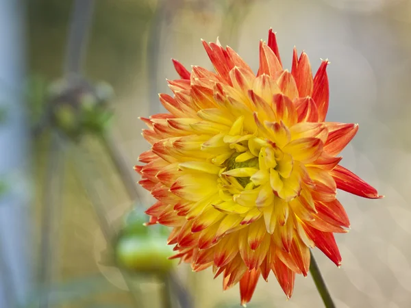 Dahlia. — Fotografia de Stock