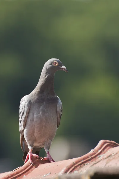 Pombo-correio — Fotografia de Stock