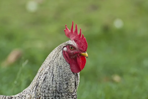 Gallo — Foto Stock