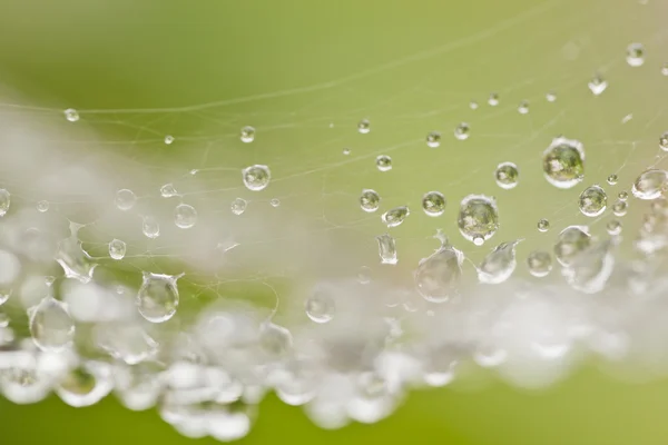 Toile d'araignée avec gouttes d'eau — Photo