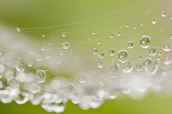 Spider web with water drops