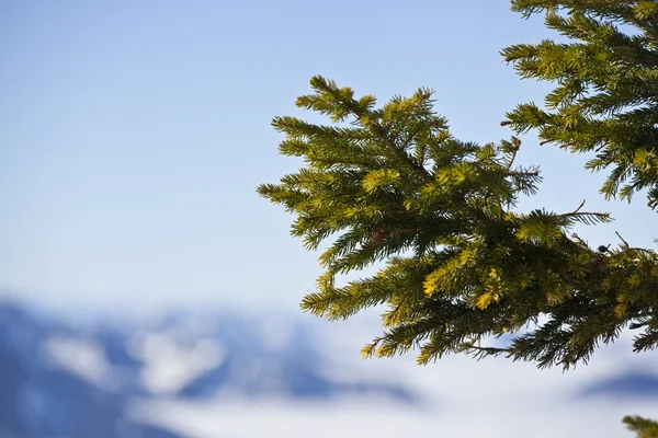 Bayerische Alpen — Stockfoto