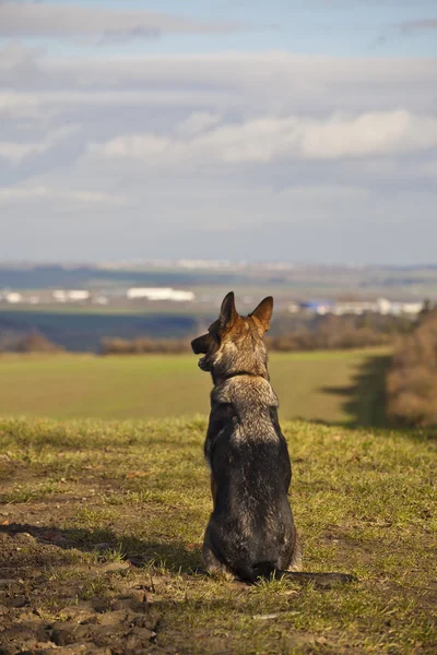 Cão pastor alemão — Fotografia de Stock