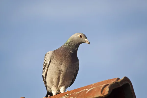 Pombo-correio — Fotografia de Stock