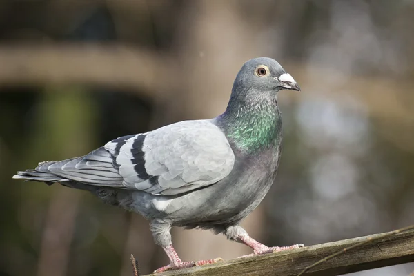 귀환 비둘기 — 스톡 사진