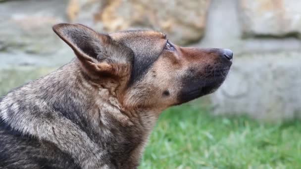 German shepherd dog — Stock Video