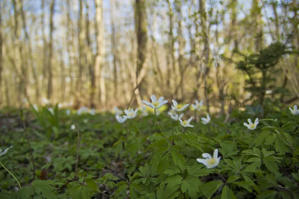 Hermosas flores silvestres en el bosque — Foto de Stock