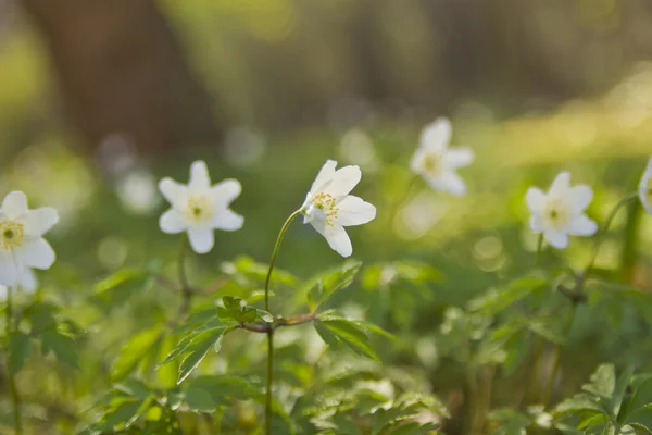 Flores blancas anémona en el bosque — Foto de Stock